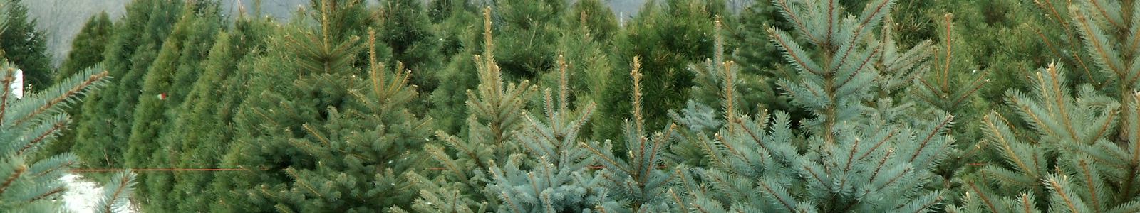 christmas trees at a landscape material supply yard in stockton, ca